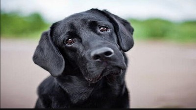 El perro de su hermana le comió la pizza y se desató feroz pelea entre las dos