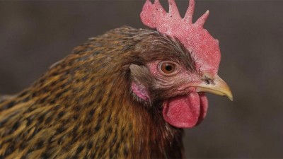 Emitieron recomendaciones sobre medidas de cuidado ante la influenza aviar