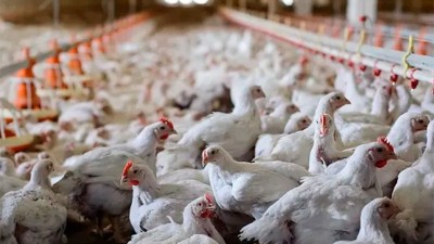 Confirmaron nuevos casos positivos de influenza aviar en granjas comerciales