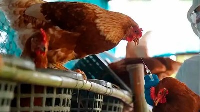 Establecieron nuevas medidas sanitarias de emergencia por la gripe aviar