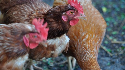 Gripe aviar en Corrientes: aislaron a una familia y sacrificaron animales