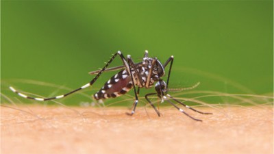 Dengue: descubren el secreto que hace tan eficaz al mosquito para contagiar