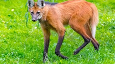 Villa Urquiza: realizaban tareas en el alumbrado público y avistaron un aguará guazú