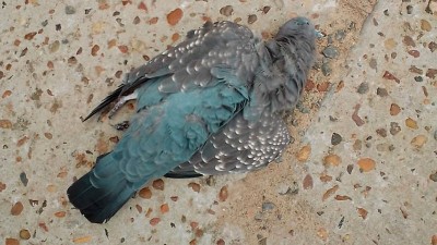 Una paloma generó un cortocircuito y dejó sin luz a barrios de La Paz