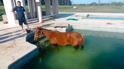 Rescataron a un caballo que había caído a una piscina