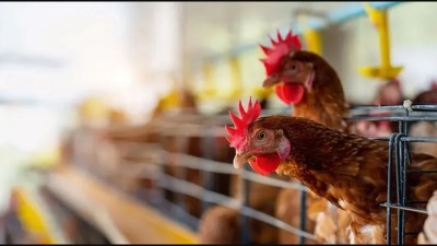 Gripe aviar en Entre Ríos: Senasa sacrificó 13.000 gallinas