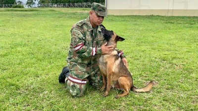 Con hembras en celo y decenas de militares buscan a Wilson en Colombia