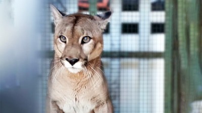 Rescataron a un puma que tenían cautivo en una casa rural de Córdoba