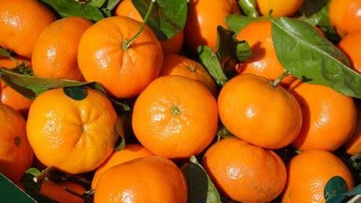 Detuvieron a una pareja que robaba mandarinas en una quinta