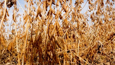 Fuerte suba de los precios de los granos: la soja superó nuevamente los US$550