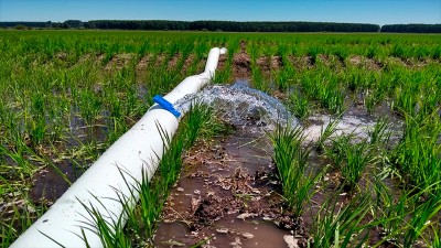 Entre Ríos prorrogó el subsidio eléctrico para arroceros