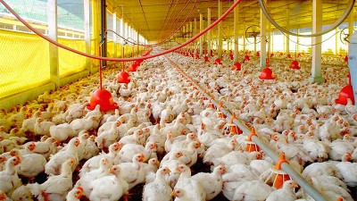 El sector avícola producirá 1.000 millones de pollos este año