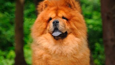 Nuevo ataque de un perro: una mujer recibió 40 puntos de sutura en Córdoba