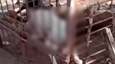 Salvaje ataque a puma encadenado y enjaulado: soltaron jauría para que lo matara