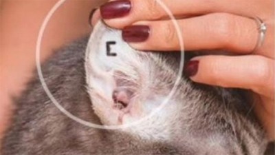 Con un tatuaje identifican a mascotas castradas en Gualeguaychú