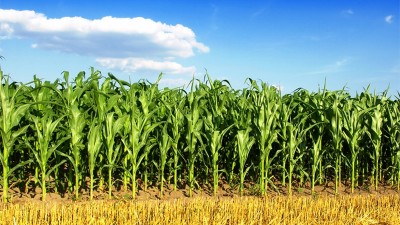 Productores vendieron más de 493.000 toneladas de maíz y acumulan 4,36 millones