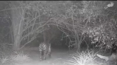 Registran un ejemplar de yaguareté en la Reserva Natural Formosa