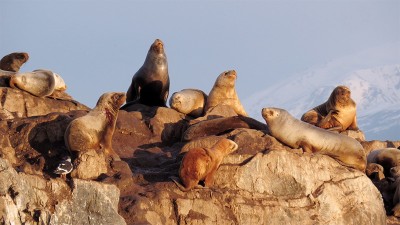 Confirman un caso de influenza aviar en mamífero marino en Río Negro