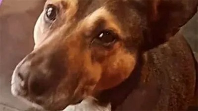 Imputan a padre e hijo por golpear y arrastrar con su camioneta a un perro