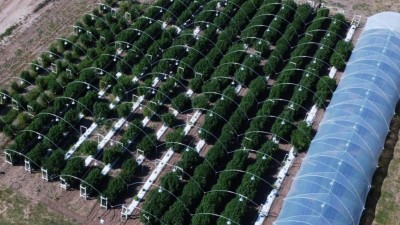 En Santa Fe ya funcionan los primeros consultorios de cannabis medicinal