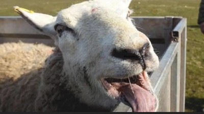 Un rebaño de ovejas se comió 273 kilos de marihuana