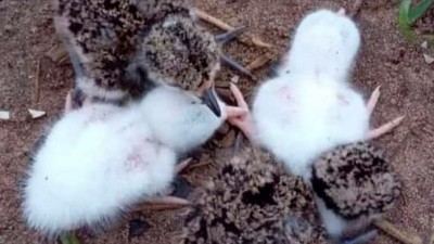 Nacieron teros albinos en campo entrerriano: veterinario explicó de qué se trata