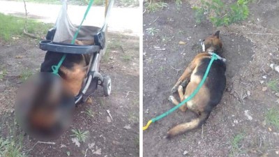Ataron a un perro a un cochecito y murió ahorcado