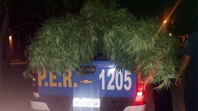 Encontraron plantas de marihuana de más de dos metros de altura en una vivienda