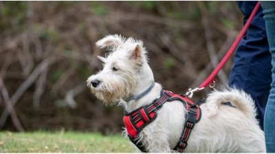 Lanzan encuesta para analizar el ingreso de mascotas al Balneario 