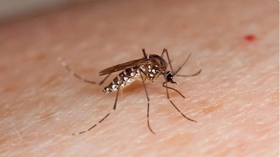 Dengue: Recomiendan la limpieza y descacharrización de patios