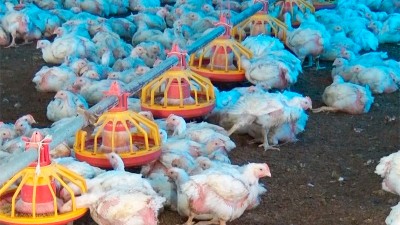 Ordenan despoblar tres granjas avícolas para prevenir la influenza aviar