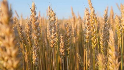 Durante la última campaña, Entre Ríos logró una producción récord de trigo