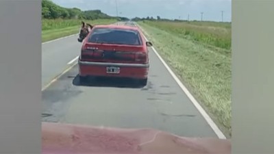 Video: llevó a un caballo dentro de su auto mientras circulaba por una ruta