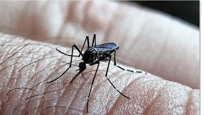 Dengue: Ascienden a 43 los casos en Entre Ríos