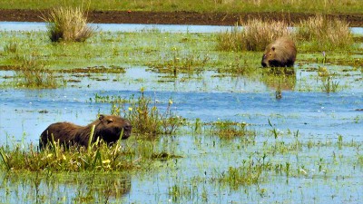 Los humedales desaparecen tres veces más rápido que los bosques: qué tipos hay
