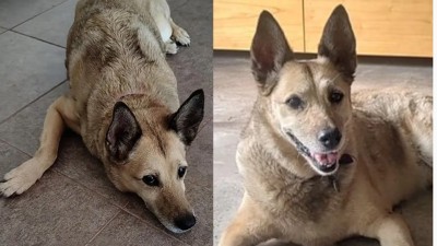 Mascota comunitaria: la historia de Lila, una perra que vive en un edificio en Villa Crespo y causa furor