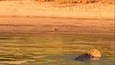 Filmaron un Yaguareté a orillas del río Paraná