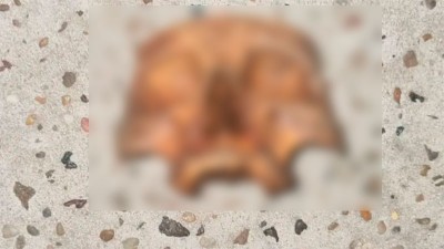 Hallaron un cráneo humano en vereda de localidad entrerriana