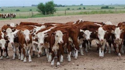 Febrero, se moderó la caída de la faena de hacienda 
