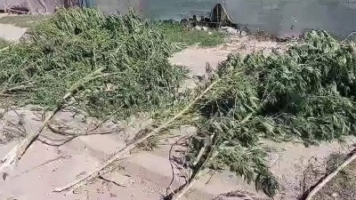 Policías realizaban un patrullaje y hallaron una enorme plantación de marihuana