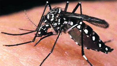 Doble epidemia de dengue: dos variantes coexisten y aumentan los casos