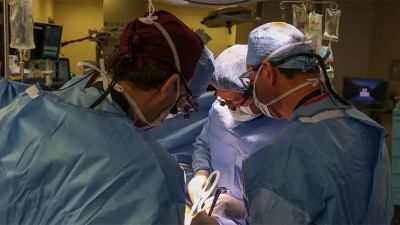 Por primera vez trasplantaron el riñón de un cerdo a un paciente renal