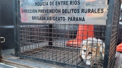 Rescataron un ejemplar de Lechuza de Campanario en el Seminario de Paraná