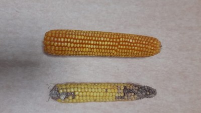 Chicharrita del maíz: Sugieren eliminar las plantas guachas en el invierno para disminuir la plaga