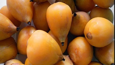 Brindarán taller gratuito sobre Yatay en el Centro de Investigaciones de Diamante