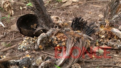 Hallan animales muertos y golosinas con sangre en Paraná: serían ritos satánicos