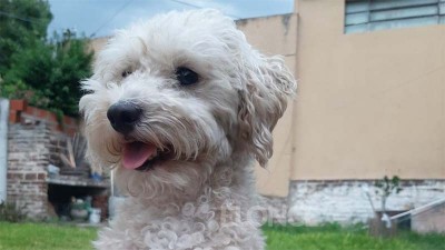 Hoy se celebra en Argentina el Día del Animal: los motivos