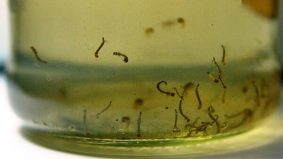 Los huevos del Aedes aegypti no mueren con las bajas temperaturas