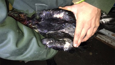 Rescataron 66 gallos de riña que eran trasladados en cajas de cartón