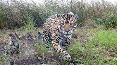 Nacieron tres cachorros de yaguareté en el Parque Nacional Iberá
